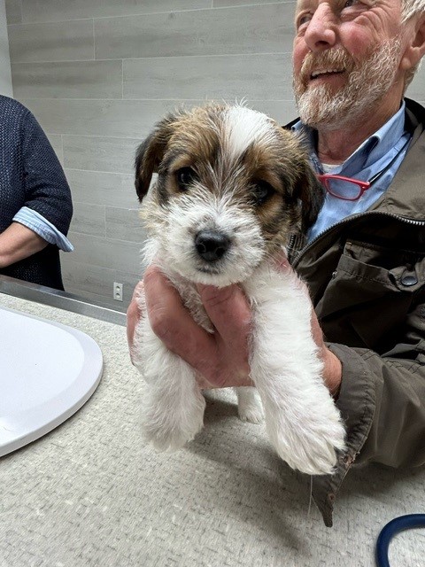 naar dieren praktijk DE LIJSTERBES in Voorhoven 